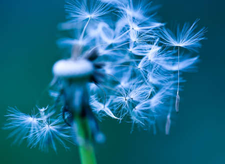 art photo of dandelion close-up on blue background