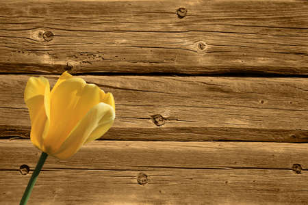 yellow tulips with green leaves and female hands on a brown wooden backgroundの写真素材