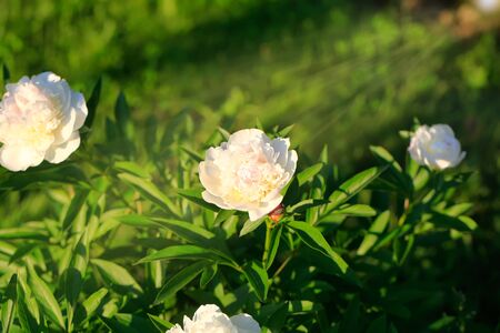 Tree-like peony, tree-shaped white peony in the garden,petals close-up at sunset, natural blurred backgroundFor design, texture, Nature.の写真素材