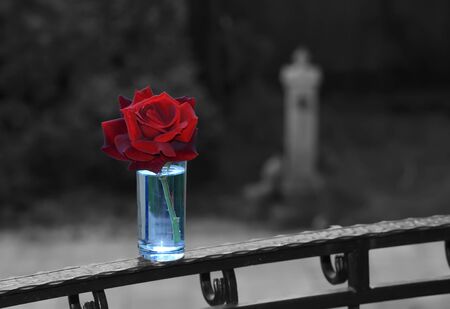 Art photo rose petals isolated on the natural background. Closeup. For design, texture, background. Nature.Monochrome photo.の写真素材