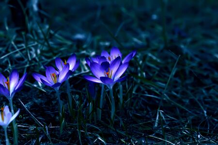 Crocus (plural: crocuses or croci) is a genus of flowering plants in the iris family. Flowers close-up on a blurred natural background. The first spring flower in the gardenの写真素材