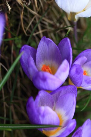 Crocus (plural: crocuses or croci) is a genus of flowering plants in the iris family. Flowers...