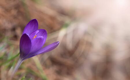 Crocus (plural: crocuses or croci) is a genus of flowering plants in the iris family. Flowers...