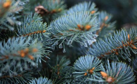 Young decorative blue spruce. Needles of blue spruce close-up. Texture. Natural blurred background....