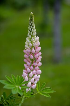 Blooming lupine flowers. A field of lupines. Violet and pink lupin in meadow. Colorful bunch of lupines summer flower background.
の写真素材