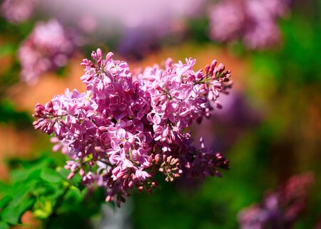 Art photo of lilac bush. Spring flowers - blooming lilac spring flowers. Spring natural blurred background. Soft focus.の写真素材