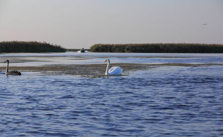 Family of wild swans. Astrakhan region. Russia.の写真素材