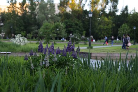 Blooming lupine flowers. A field of lupines. Violet and pink lupin in meadow. Colorful bunch of lupines summer flower background.の写真素材