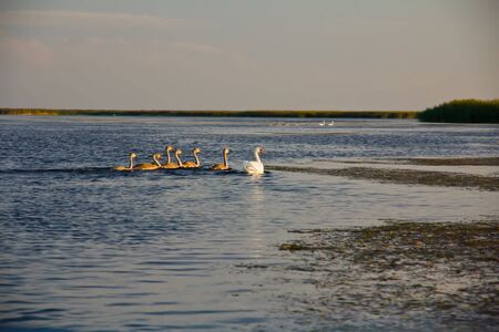 Family of wild swans. Astrakhan region. Russia.