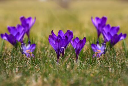 Crocus (plural: crocuses or croci) is a genus of flowering plants in the iris family. Flowers close-up on a blurred natural background. The first spring flower in the gardenの写真素材