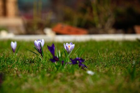 Crocus (plural: crocuses or croci) is a genus of flowering plants in the iris family. Flowers close-up on a blurred natural background. The first spring flower in the gardenの写真素材