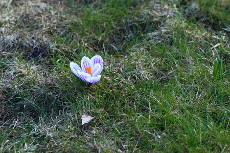 Crocus (plural: crocuses or croci) is a genus of flowering plants in the iris family. Flowers close-up on a blurred natural background. The first spring flower in the garden
の写真素材