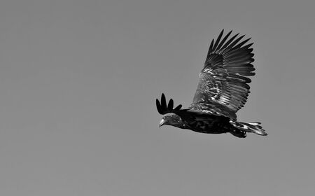 White-tailed eagle against the blue sky. Wild nature of Russia. Astrakhan Region. Russia. Black and white photo.の写真素材