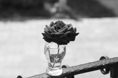 Art photo rose petals isolated on the natural background. Closeup. For design, texture, background. Nature.Monochrome photo.の写真素材