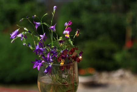Bouquet of wildflowers in a glass with water on a background of a home green garden, blurred background. Viola kornuta, horned pansies, tufted pansies.の写真素材