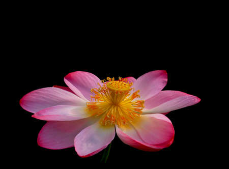 The blooming of pink lotus in Astrakhan region, river, summer. Russia wild natureの写真素材