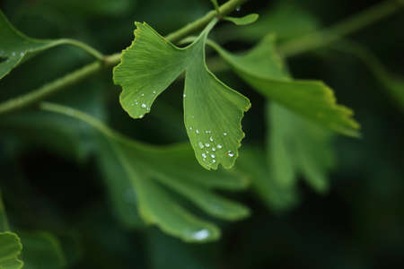 Raindrops close-up on young leaves of Ginkgo Biloba. Abstract nature background, Soft focusの写真素材