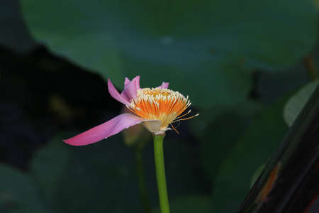 The blooming of pink lotus in Astrakhan region, river, summer. Russia wild natureの写真素材