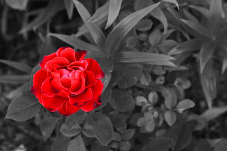 Art photo rose petals isolated on the natural blurred background. Closeup. For design, texture, background. Nature.の写真素材