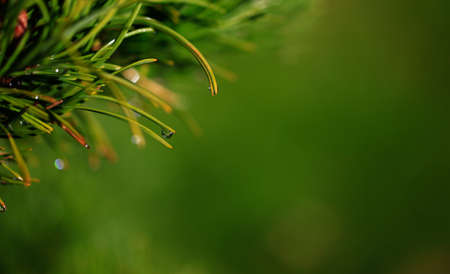 Close-up of a drop of water in the morning after a rain. Blurred Background & Textures