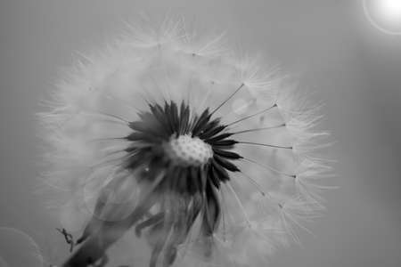 Art photo of dandelion seeds close up on natural blurred background. Summer. Monochrome photography.の写真素材