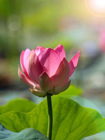 The blooming of pink lotus in Astrakhan region, river, summer. Russia wild natureの写真素材