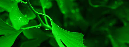 Raindrops close-up on young leaves of Ginkgo Biloba. Abstract nature background, Soft focusの写真素材