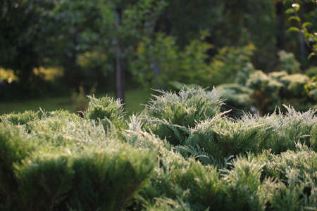 Cossack juniper (lat. Juniperus sabina). Shearing of the juniper with gardening scissors, Soft focus. Garden art / design / landscape. Topiary. Blurred background with juniper.の写真素材