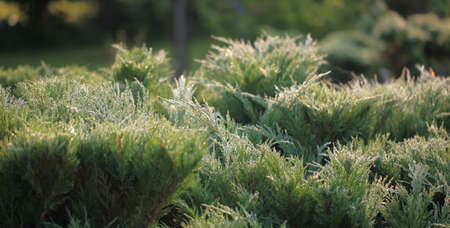 Cossack juniper (lat. Juniperus sabina). Shearing of the juniper with gardening scissors, Soft focus. Garden art / design / landscape. Topiary. Blurred background with juniper.の写真素材