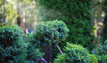 Cossack juniper (lat. Juniperus sabina). Shearing of the juniper with gardening scissors, Soft focus. Garden art / design / landscape. Topiary. Blurred background with juniper.の写真素材