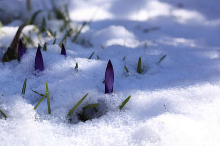 Crocus (plural: crocuses or croci) is a genus of flowering plants in the iris family. Flowers close-up on a blurred natural background. The first spring flower in the home gardenの写真素材