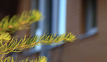 A sprig of European larch or Larix decidua on a blurred natural background. Larch branch on an...