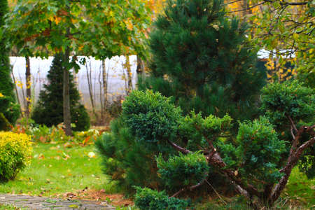 Cossack juniper (lat. Juniperus sabina). Shearing of the juniper with gardening scissors, Soft...