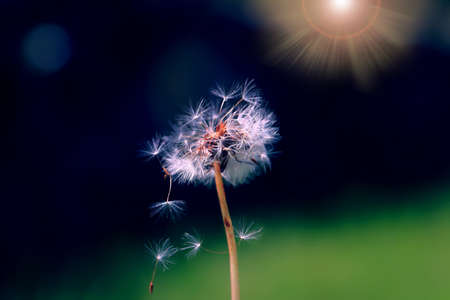 Art photo of dandelion seeds close up on natural blurred background.