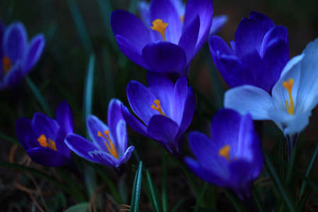 Crocus (plural: crocuses or croci) is a genus of flowering plants in the iris family. Flowers...
