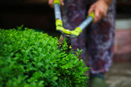Close up photo of clipped boxwood bush, green leaves bush texture, blurred natural green background....