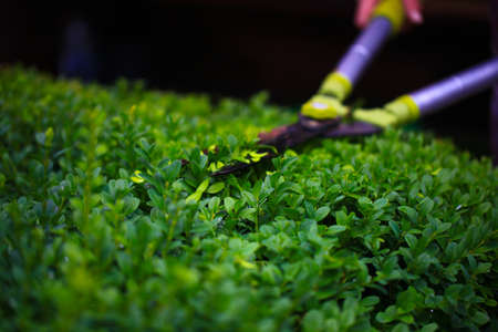 Close up photo of clipped boxwood bush, green leaves bush texture, blurred natural green background....