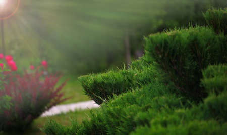 Cossack juniper (lat. Juniperus sabina). Shearing of the juniper with gardening scissors, Soft...