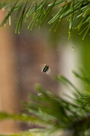 Close up of a spider in nature. Amazing nature. Close up of a spider making web. Macro photography of nature.の写真素材