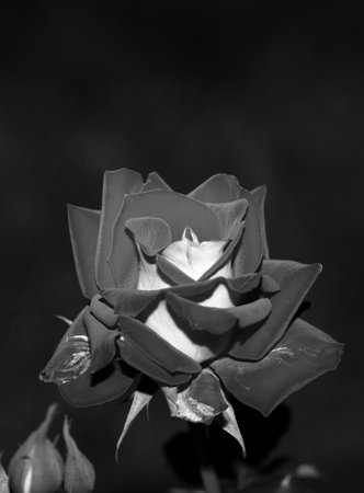 Art photo rose petals isolated on the natural blurred background. Closeup. For design, texture, background. Nature.の写真素材