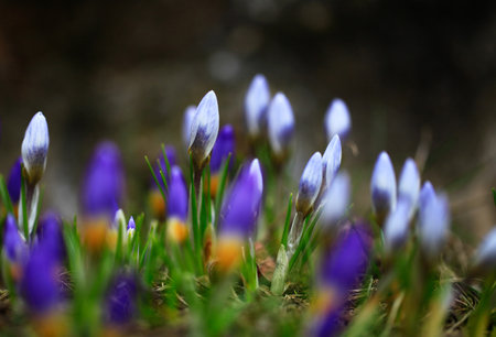 Crocus (plural: crocuses or croci) is a genus of flowering plants in the iris family. Flowers close-up on a blurred natural background. The first spring flower in the home garden.の写真素材