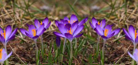 Crocus (plural: crocuses or croci) is a genus of flowering plants in the iris family. Flowers...