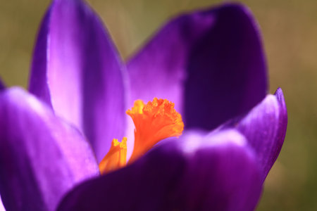 Crocus (plural: crocuses or croci) is a genus of flowering plants in the iris family. Flowers close-up on a blurred natural background. The first spring flower in the home garden.の写真素材