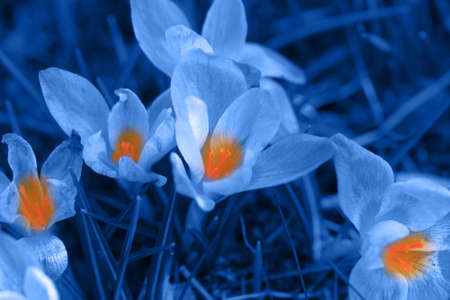 Crocus (plural: crocuses or croci) is a genus of flowering plants in the iris family. Flowers...