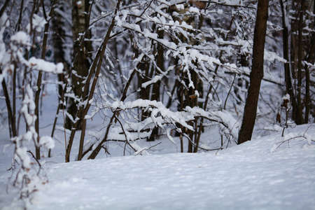 Flakes of snow on branch. Selective focus of Snowflake on tree during winter, shallow depth of fieldの写真素材