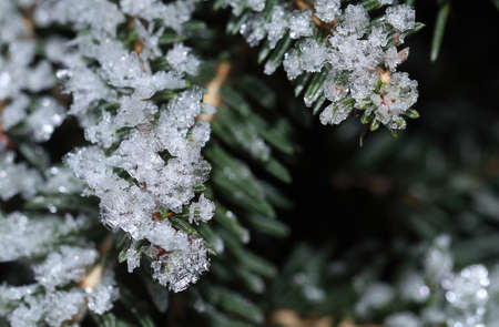 Branches of spruce covered with morning frost. Texture. Natural blurred background. Image.