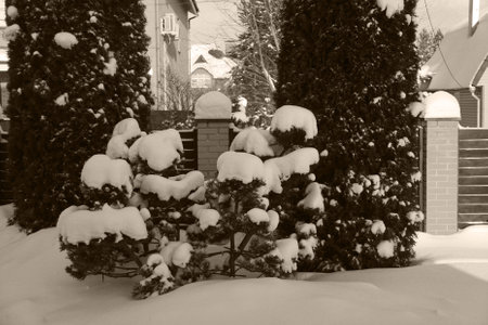 Closeup big flakes of snow on branch. Selective focus of Snowflake on tree, shallow depth of field. Snow background. Winter landscape in the home garden. Monochrome photography.の写真素材