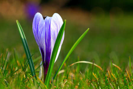 Crocus (plural: crocuses or croci) is a genus of flowering plants in the iris family. Flowers close-up on a blurred natural background. The first spring flower in the home gardenの写真素材