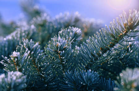Branches of spruce covered with morning frost. Texture. Natural blurred background. Image.の写真素材