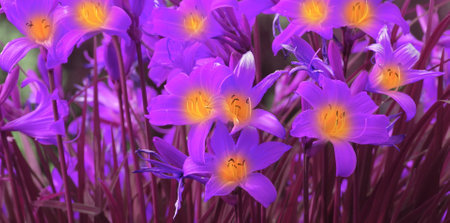 Flowering lily in the home garden in the summer. Natural blurred background.